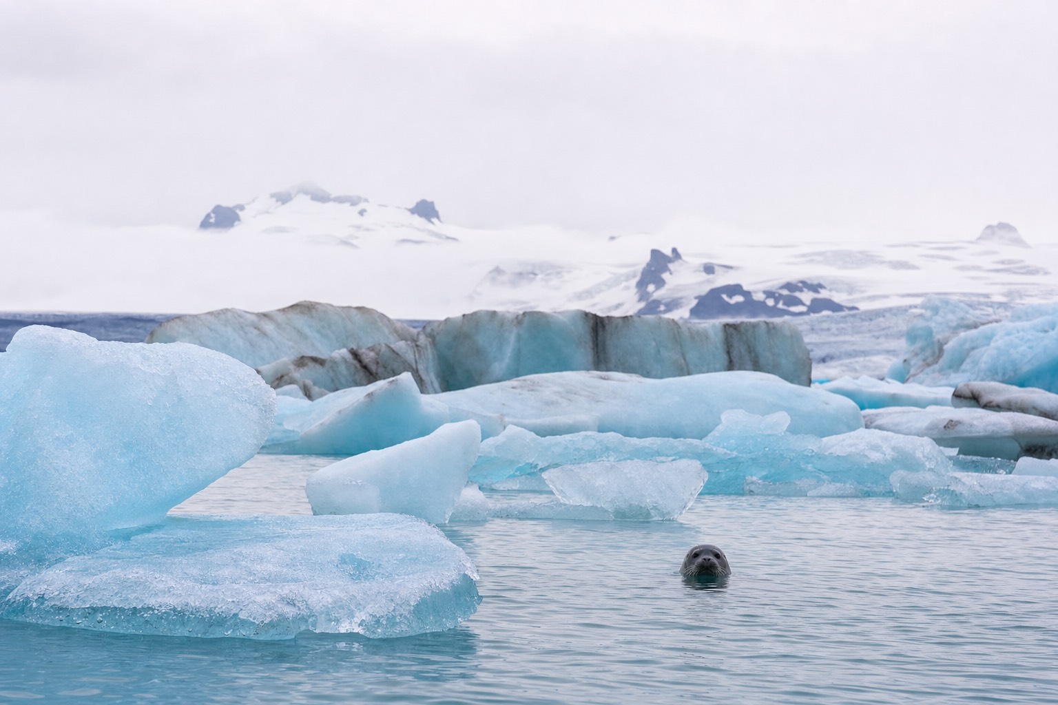 Blue and white icebergs drifting on Jökulsárlón glacier lagoon with a harbour seal surfacing between them under soft Icelandic light