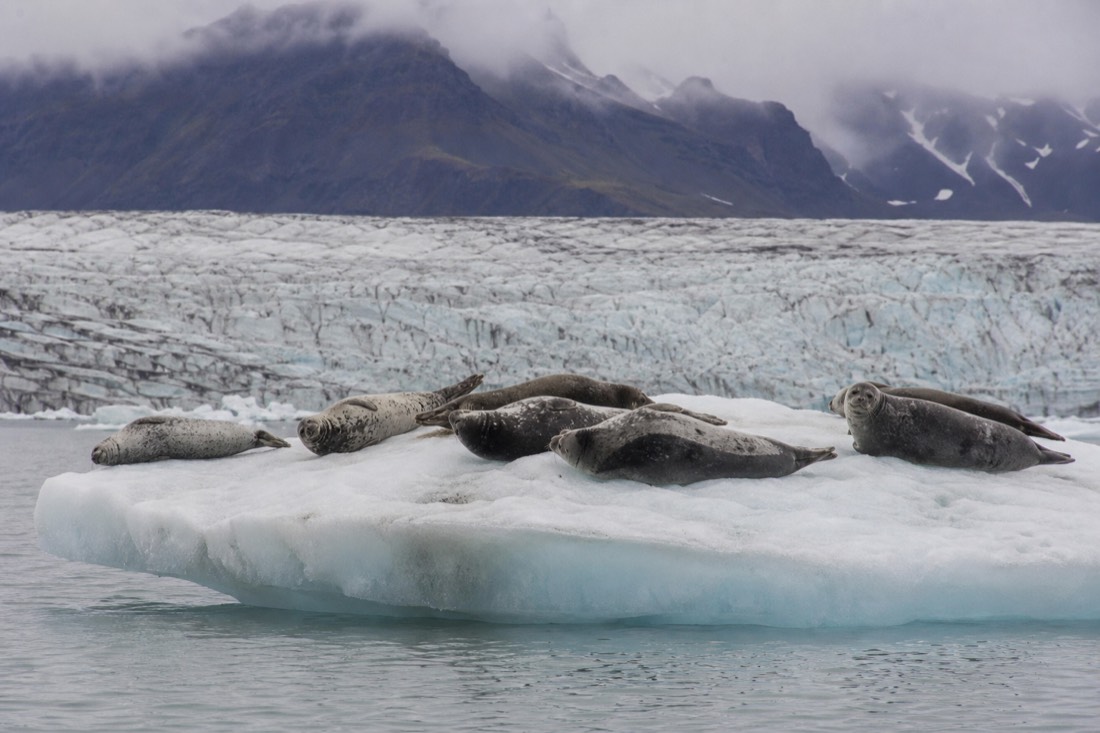 Harbour seals resting on a flat iceberg drifting across Jökulsárlón glacier lagoon